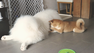 動物,犬,猫,しつけ,飼い方,育て方,病気,健康