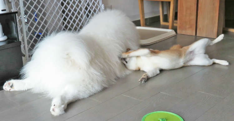 モフモフ毛に何度も手をだす柴犬ちゃんと、まったく怒らないサモエドくん。2匹の光景が幸せすぎて♪