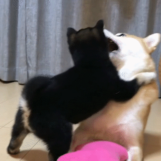 動物,犬,猫,しつけ,飼い方,育て方,病気,健康