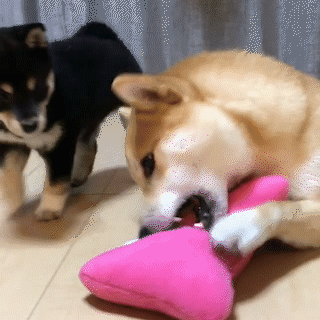 動物,犬,猫,しつけ,飼い方,育て方,病気,健康