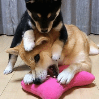 動物,犬,猫,しつけ,飼い方,育て方,病気,健康