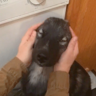 動物,犬,猫,しつけ,飼い方,育て方,病気,健康