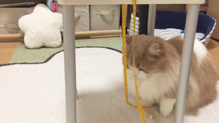 動物,犬,猫,しつけ,飼い方,育て方,病気,健康