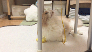 動物,犬,猫,しつけ,飼い方,育て方,病気,健康
