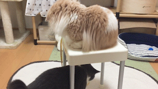 動物,犬,猫,しつけ,飼い方,育て方,病気,健康