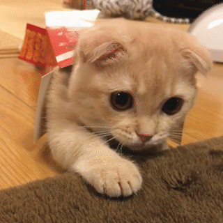 動物,犬,猫,しつけ,飼い方,育て方,病気,健康
