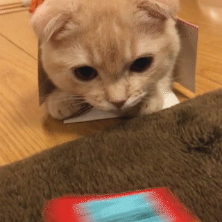 動物,犬,猫,しつけ,飼い方,育て方,病気,健康
