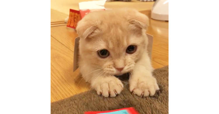 小さな箱が気に入り「ヤドカリ」になった子猫ちゃん。すっぽり入ったまま遊び続ける姿が…(。>﹏<。)