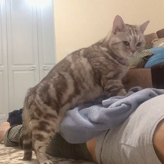 動物,犬,猫,しつけ,飼い方,育て方,病気,健康