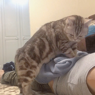 動物,犬,猫,しつけ,飼い方,育て方,病気,健康