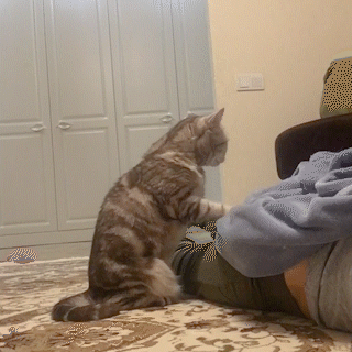 動物,犬,猫,しつけ,飼い方,育て方,病気,健康