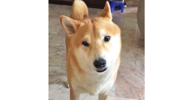 部屋から謎の声が聞こえてくる…! 耳をひょこひょこさせ、首をかしげて不思議がる柴犬くん(''ω'')