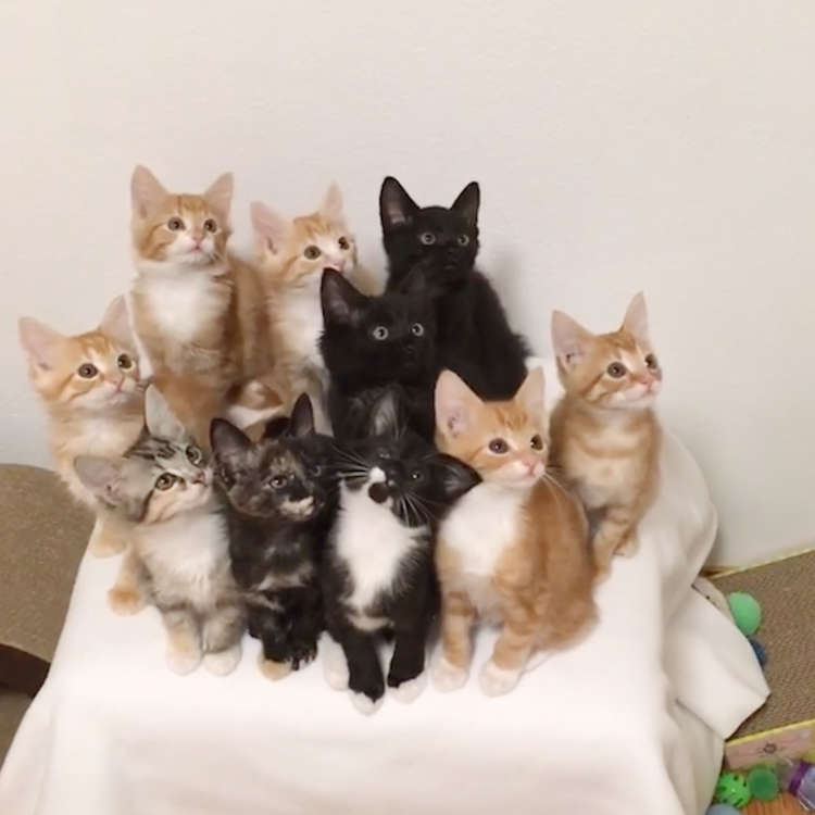 動物,犬,猫,しつけ,飼い方,育て方,病気,健康