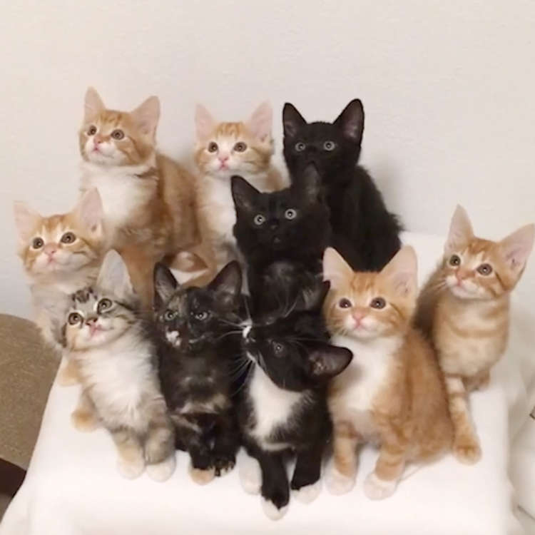 動物,犬,猫,しつけ,飼い方,育て方,病気,健康
