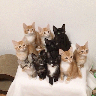 動物,犬,猫,しつけ,飼い方,育て方,病気,健康