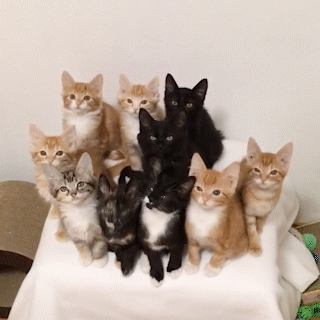動物,犬,猫,しつけ,飼い方,育て方,病気,健康