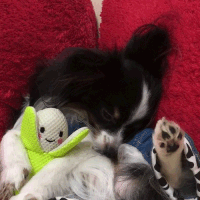 動物,犬,猫,しつけ,飼い方,育て方,病気,健康