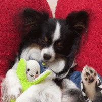 動物,犬,猫,しつけ,飼い方,育て方,病気,健康