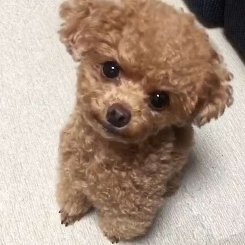 動物,犬,猫,しつけ,飼い方,育て方,病気,健康