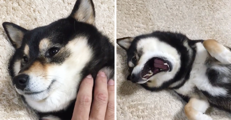 ナデナデを辞めると駄々っ子になっちゃう柴犬ちゃん → まるで小さな子どもみたいで可愛い(ノ´∀`*)