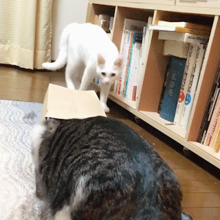 動物,犬,猫,しつけ,飼い方,育て方,病気,健康