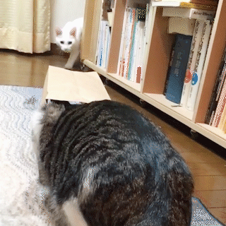 動物,犬,猫,しつけ,飼い方,育て方,病気,健康