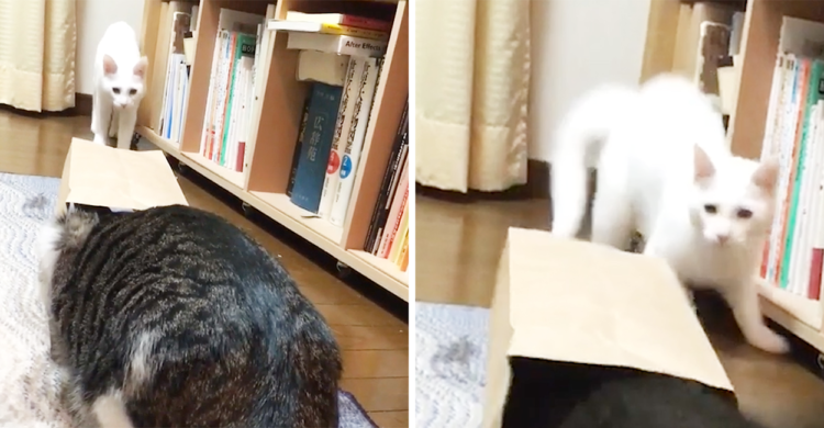 袋をかぶったニャンコにドッキリを仕掛ける白猫さん → まさかの逆ドッキリで、宙を舞う(ノ´∀`*)