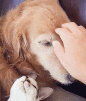 動物,犬,猫,しつけ,飼い方,育て方,病気,健康