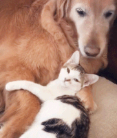 動物,犬,猫,しつけ,飼い方,育て方,病気,健康