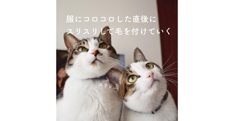 猫飼いの人もそうでない人も きっと共感できる 猫あるあるのまとめ が面白すぎた Fwf 8枚 Peco ペコ
