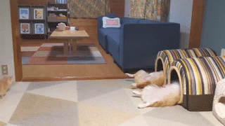 動物,犬,猫,しつけ,飼い方,育て方,病気,健康