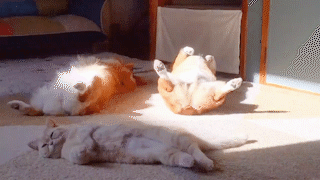 動物,犬,猫,しつけ,飼い方,育て方,病気,健康