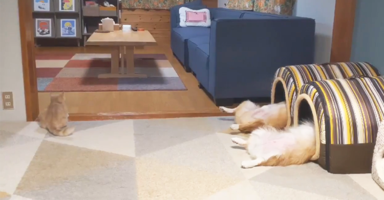 “ヘソ天 × 暗闇”で極上のリラックスタイム。満腹になったコーギー兄妹が癒やし空間を堪能中♪