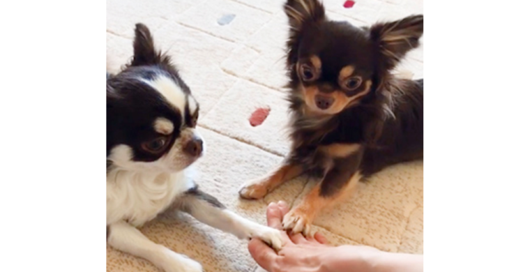 【えいえいおーッ！！】飼い主さんとチワワズの絆♪  時間差で重なる小さなおててに胸キュンです♡