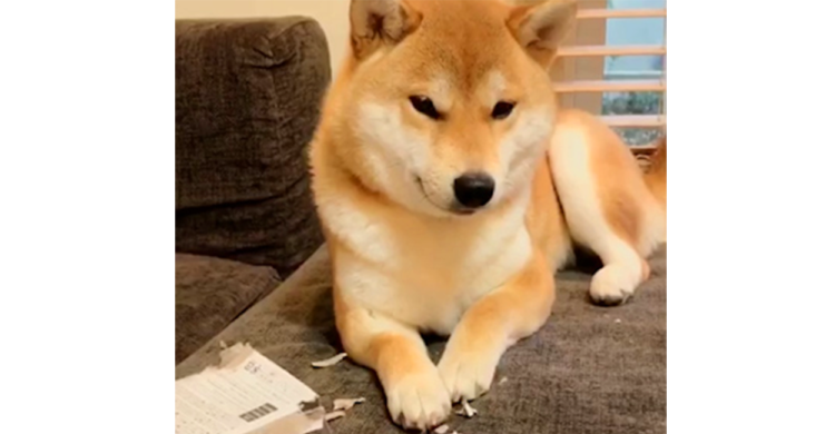 【シラを切るのはお手の物！】いたずらしちゃった柴犬ちゃん。言い訳みたいな仕草が人間のようで…♪