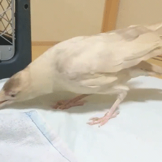 動物,犬,猫,しつけ,飼い方,育て方,病気,健康