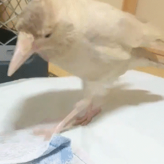 動物,犬,猫,しつけ,飼い方,育て方,病気,健康