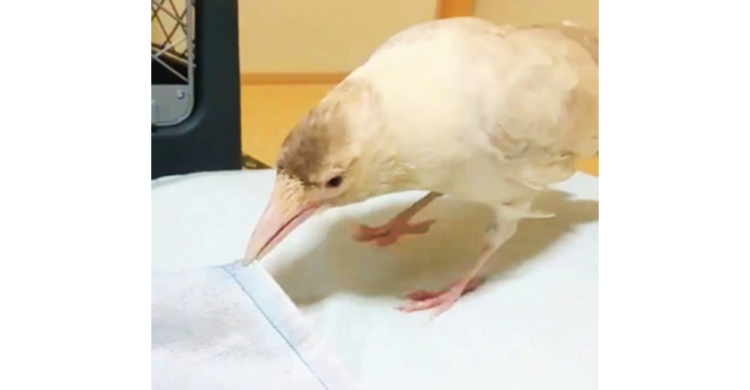 【洗濯物畳みの名人】白いカラスさんが華麗にお手伝い♪ 飼い主さんとの出会いや生活は愛に溢れていた…♡