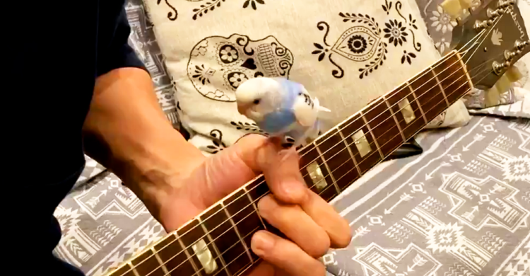 【インコちゃんとセッション!?】ギターの上で踊るように演奏♪ 飼い主さんとの呼吸はバッチリで…♡