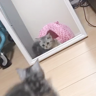 動物,犬,猫,しつけ,飼い方,育て方,病気,健康