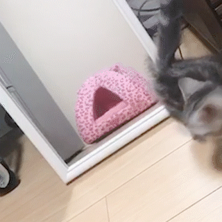 動物,犬,猫,しつけ,飼い方,育て方,病気,健康