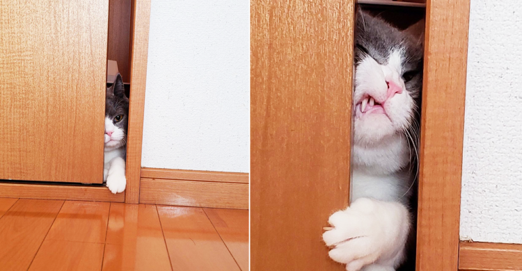 隙間10cmとの戦い ドアの向こうが気になってしょうがないニャンコ 必死すぎるお顔にクスッ Peco ペコ