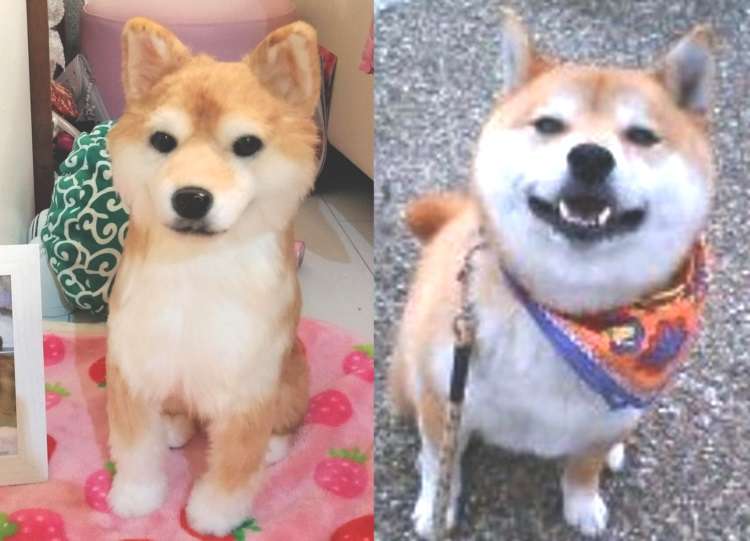 もう一度、ハグしてあげたい…「オーダーメイドぬいぐるみ」になって帰ってきた柴犬