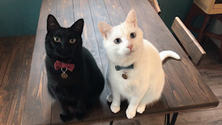 動物,犬,猫,しつけ,飼い方,育て方,病気,健康