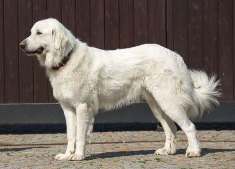 動物,犬,猫,しつけ,飼い方,育て方,病気,健康