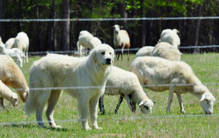 動物,犬,猫,しつけ,飼い方,育て方,病気,健康