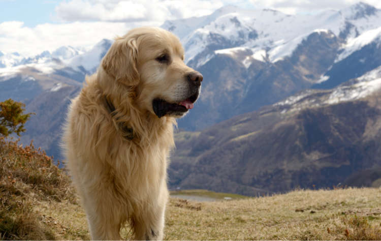 動物,犬,猫,しつけ,飼い方,育て方,病気,健康