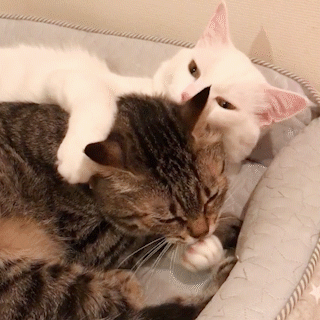 動物,犬,猫,しつけ,飼い方,育て方,病気,健康