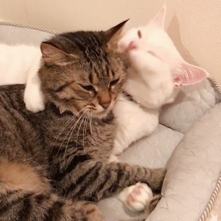 動物,犬,猫,しつけ,飼い方,育て方,病気,健康