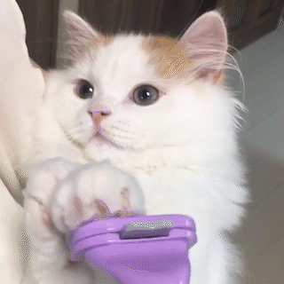 動物,犬,猫,しつけ,飼い方,育て方,病気,健康